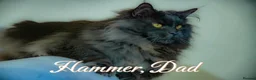 Maine Coon cats for sale: Stunning Pedigree Maine Coon Kittens - Advert 2