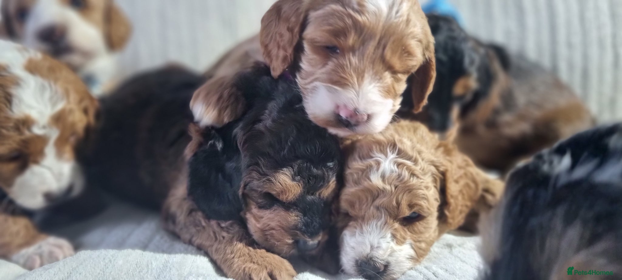 Cockapoo dogs Cockapoo❤️HEALTH CHECK❤️ - Advert 6