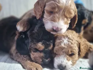 Cockapoo dogs Cockapoo❤️HEALTH CHECK❤️ - Advert 1