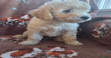 Toy Poodle dogs - Advert 7