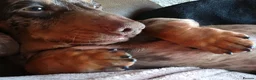 Dachshund dogs for sale: Miniature Smooth Haired Dachshund (IVDD screened)  - Advert 6