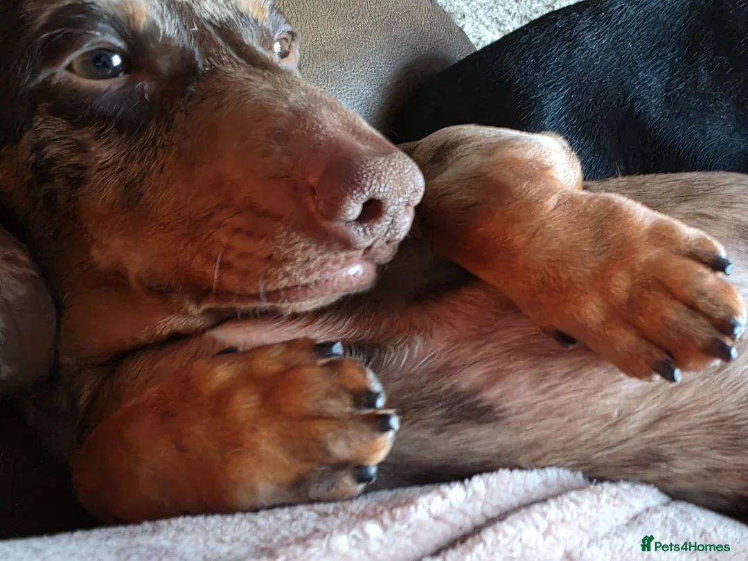 Dachshund dogs for sale: Miniature Smooth Haired Dachshund (IVDD screened)  - Advert 6