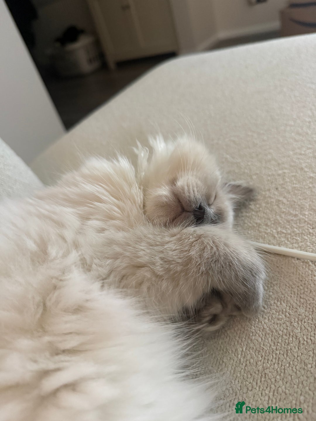 Ragdoll cats for sale: Male ragdoll kitten - Advert 5