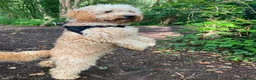 Cockapoo dogs for sale: Missy 13 months old (girl) cockapoo  in Winsford - Advert 2