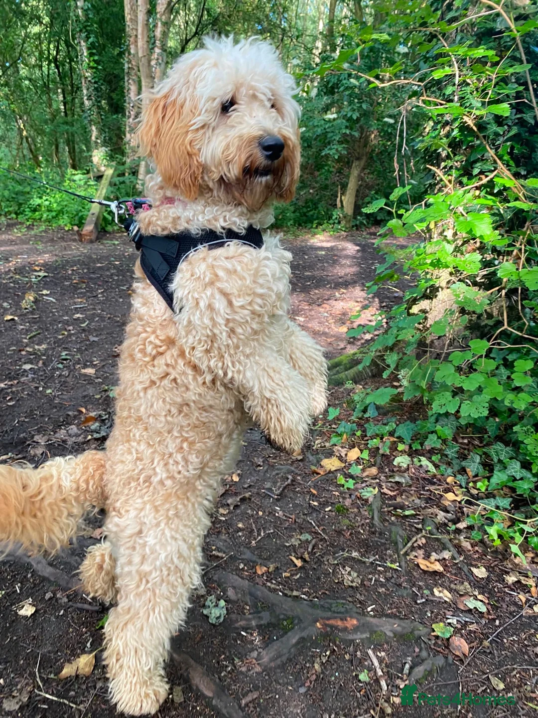 Cockapoo dogs for sale: Missy 13 months old (girl) cockapoo  in Winsford - Advert 2