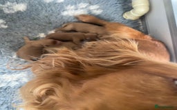 Cockapoo dogs for sale: F1 Health tested Cockapoo Pups - Image 8