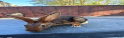 Belgian Hares rabbits for sale: Belgium hares - Advert 3
