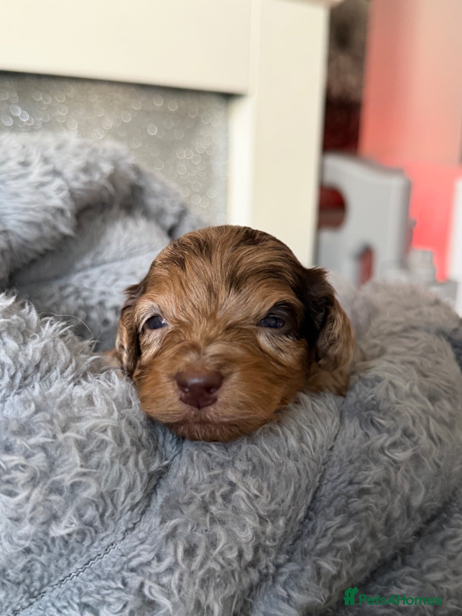 Cockapoo dogs F3 Cockapoo Puppies Chocolate & Merle Colours - Advert 14