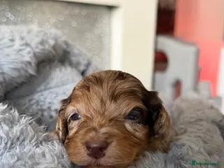 Cockapoo dogs F3 Cockapoo Puppies Chocolate & Merle Colours - Advert 14