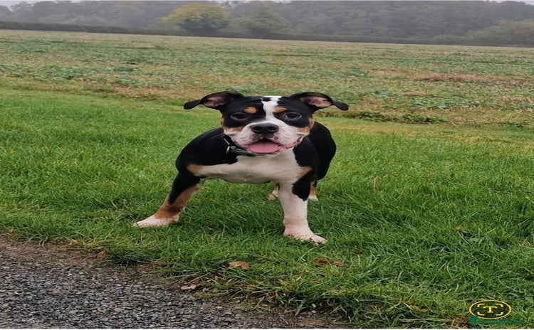 Olde English Bulldogge dogs - Advert 1