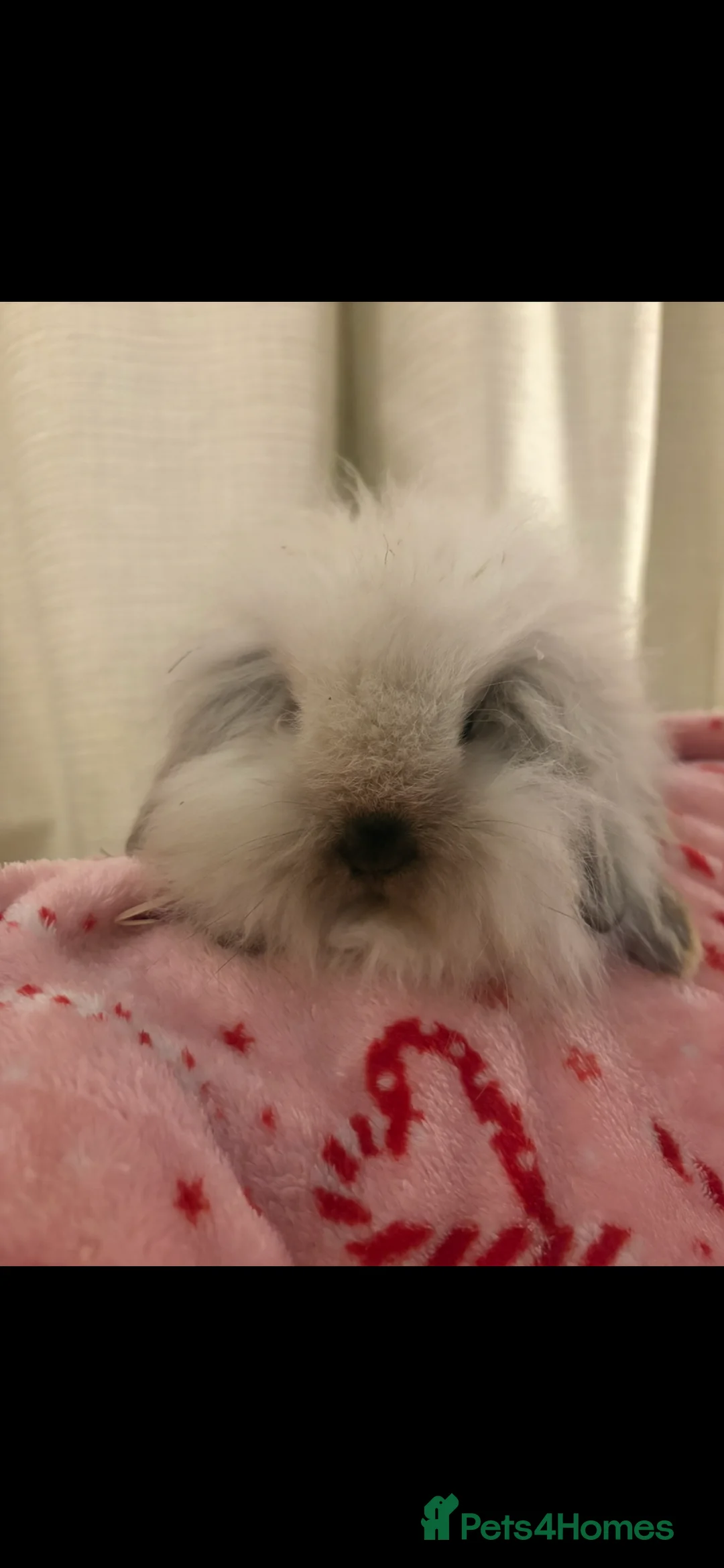 Mini Lion Lop rabbits for sale: Gorgeous Fluffy Double Mane mini lion lop bunny’s  - Advert 3