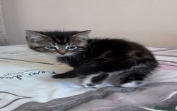 Ragdoll cats for sale: Ragdoll Cross Maine Coon Kitten - Image 15
