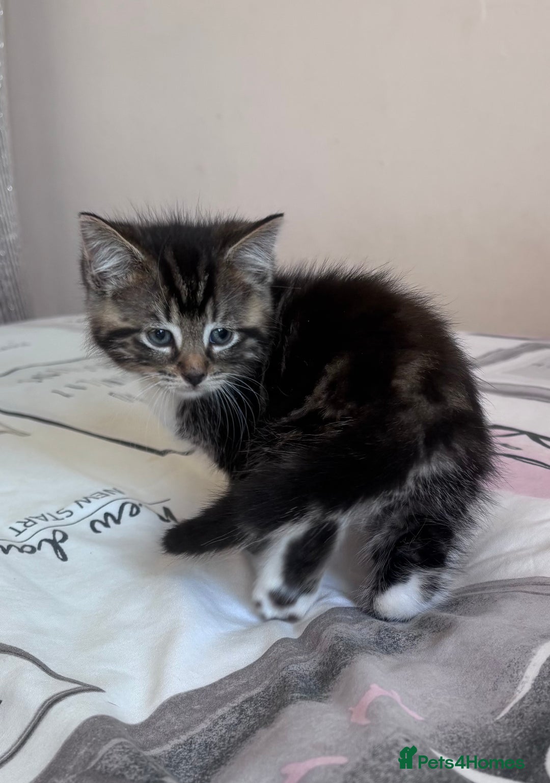 Ragdoll cats for sale: Ragdoll Cross Maine Coon Kitten - Image 15