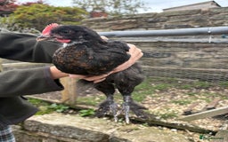 Chickens poultry for sale: 2 Pure Black Copper Marans Cockerels - Image 2