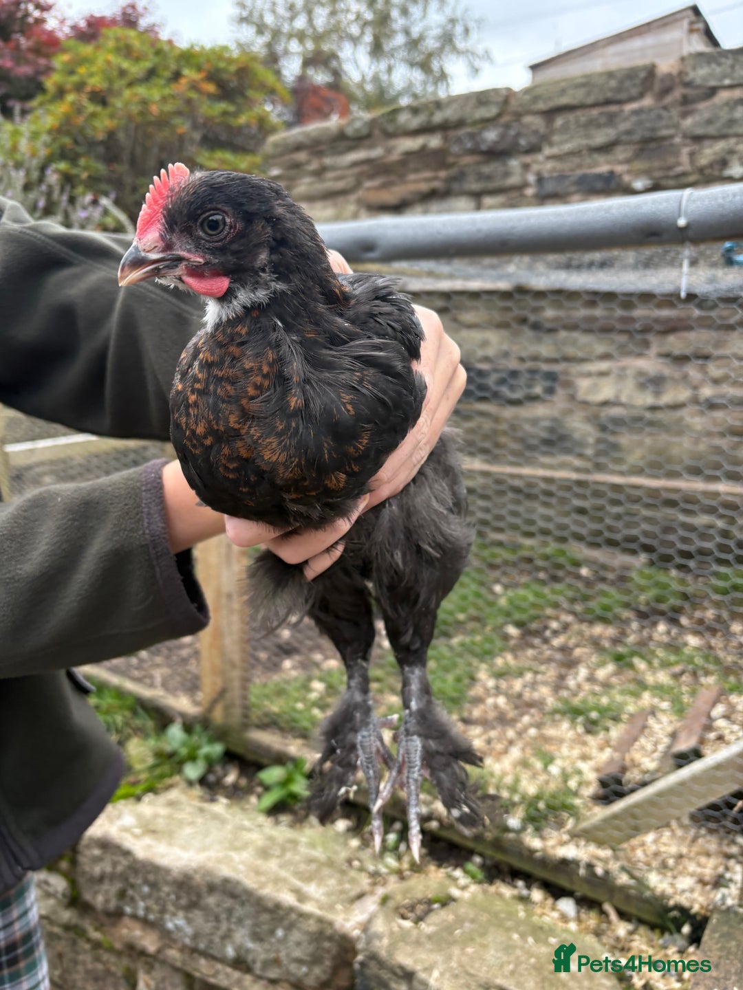 Chickens poultry for sale: 2 Pure Black Copper Marans Cockerels - Image 2