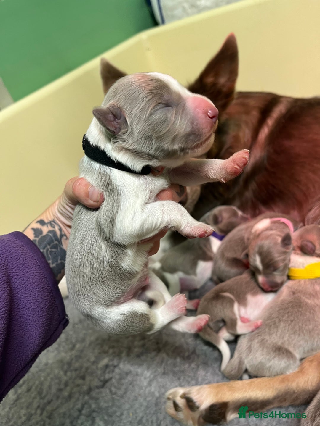 Border Collie dogs for sale: Fully health tested lilac and white kcreg puppies  - Image 14