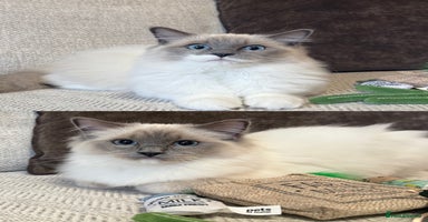 Ragdoll cats - Advert 11