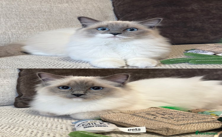 Ragdoll cats - Advert 1