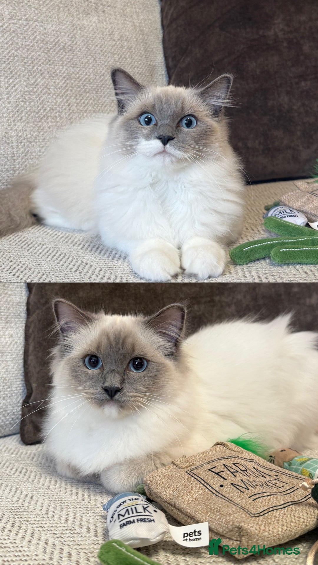 Ragdoll cats for sale: Female Pedigree Ragdolls  - Image 1