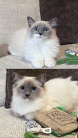 Ragdoll cats - Advert 2