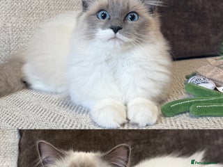 Ragdoll cats - Advert 25
