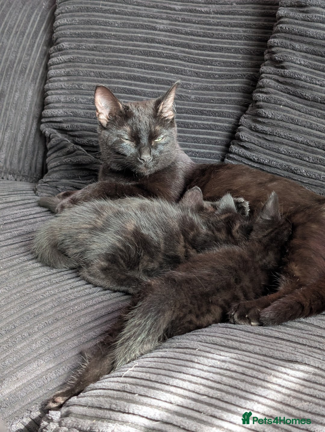 Bombay cats for sale: Black Bombay Male Kitten - Image 12