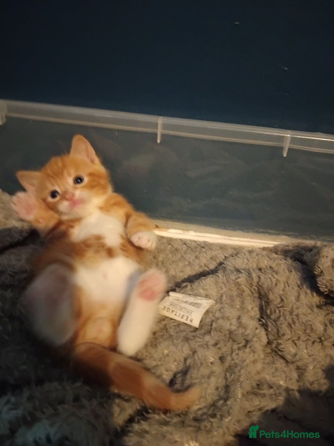Mixed Breed cats for sale: 3 adorable 6 week old kittens. - Image 25