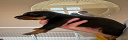 Dobermann dogs for sale: 3 chunky Dobermans puppies  - Advert 7