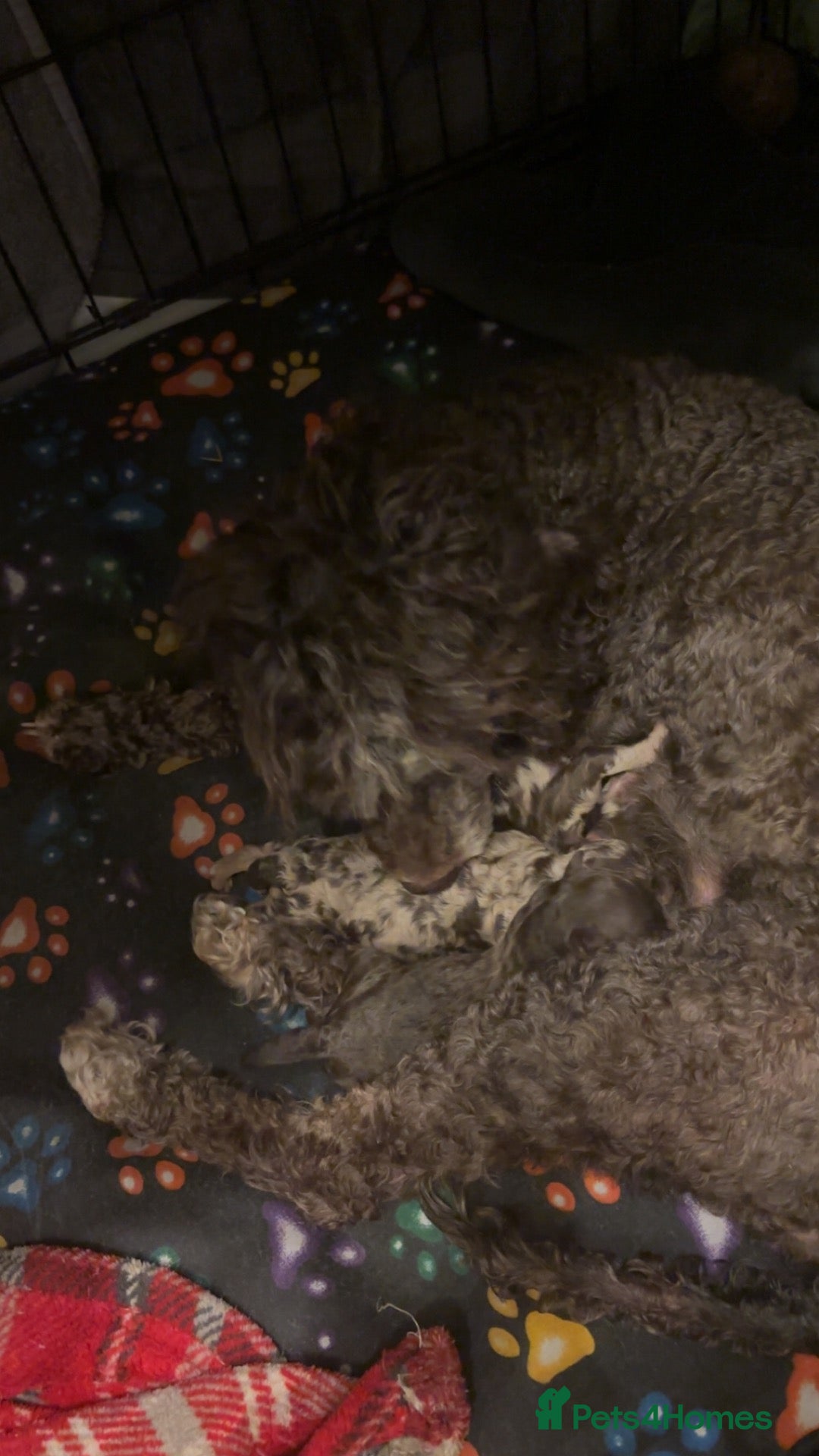 Miniature Poodle dogs Beautiful miniature poodle puppies - Advert 2