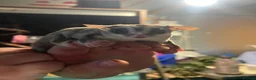 Sugar Glider rodents for sale: Sugar gliders  - Advert 5
