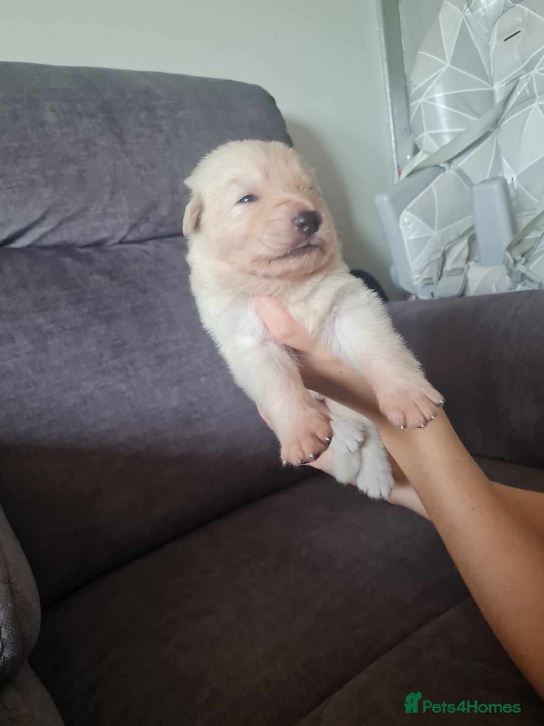 German Shepherd dogs for sale: German shepherd puppies  - Image 25