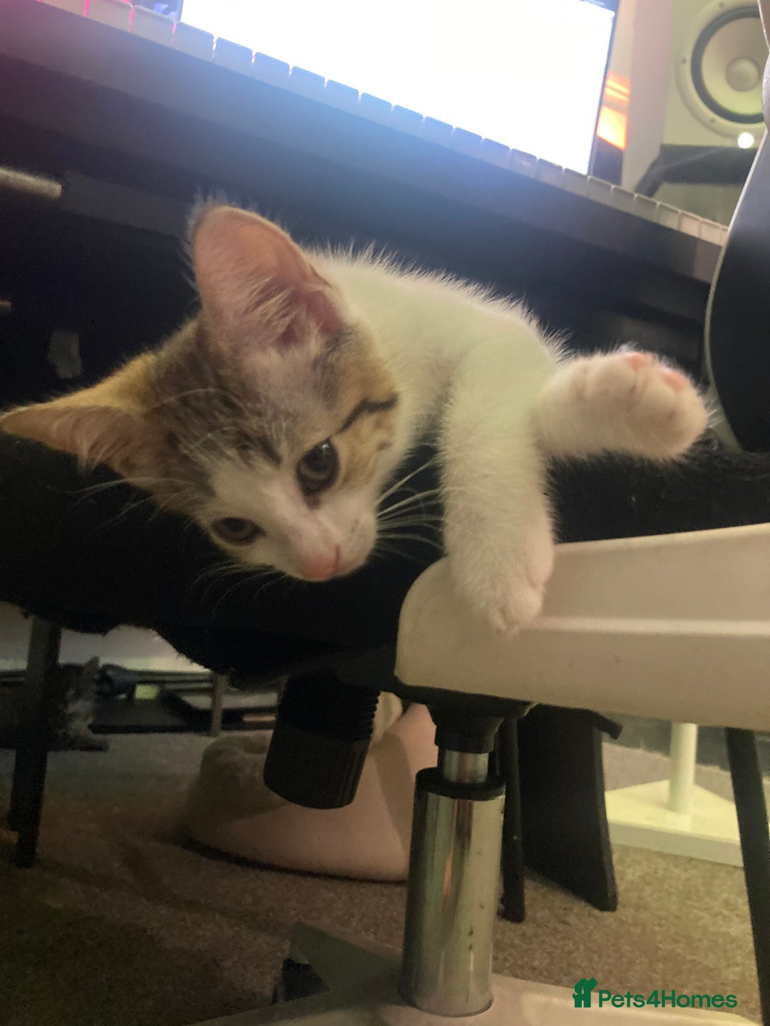 European cats for sale: 4 Cute & Cuddly Kittens Ready For Forever Home - Image 20