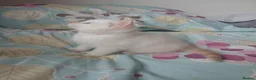 Mixed Breed cats for sale: Beautiful pair of kittens.  in Abergavenny - Advert 3