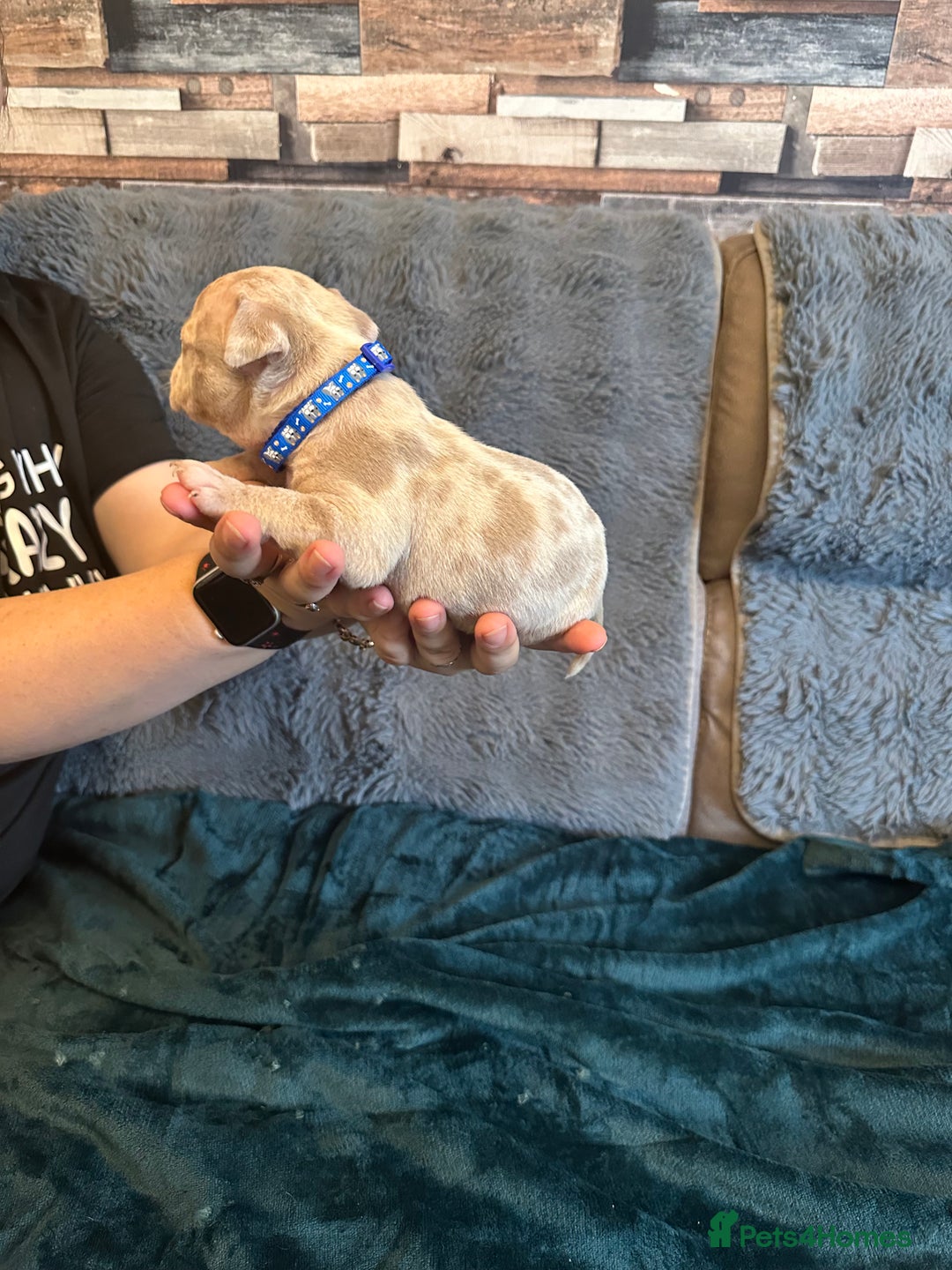 American Bully dogs for sale: 🐾 ABKC Registered Micro/Pocket Bully Puppies! 🐾 - Image 20