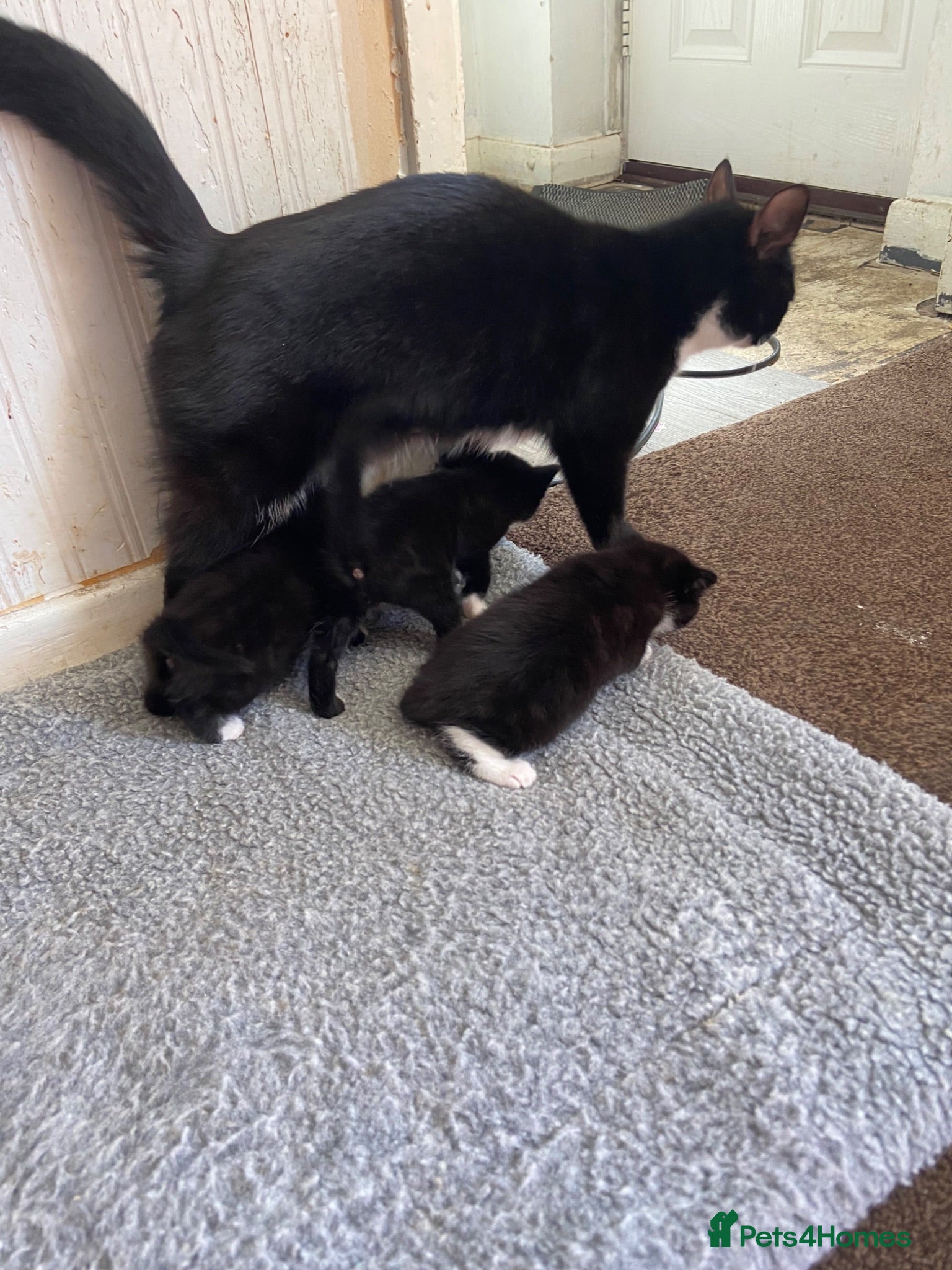 Mixed Breed cats Female kitten  - Advert 3