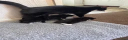 Mixed Breed cats for sale: Female kitten  - Advert 1