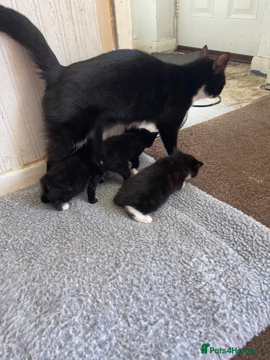Mixed Breed cats for sale: Female kitten  - Advert 1