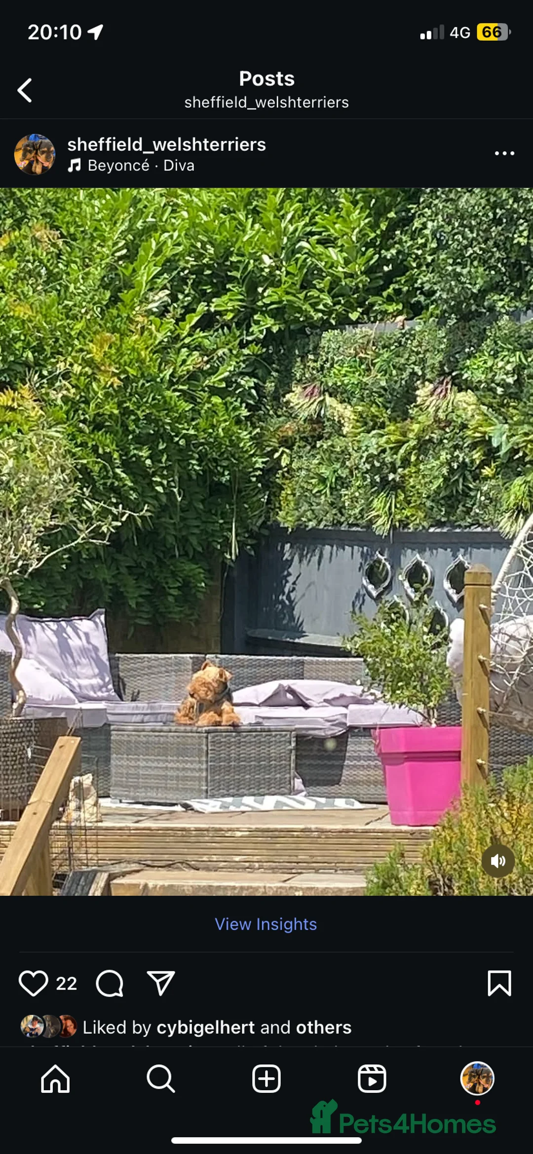 Welsh Terrier dogs for sale: PLL clear, Stunning KC reg Welsh Terrier Puppies - Advert 11