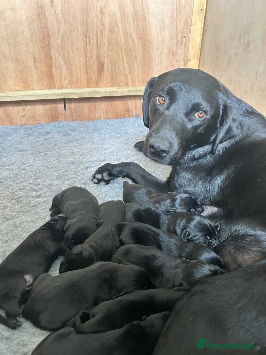 Labrador Retriever dogs for sale: Black Labrador puppies, KC reg  - Image 17