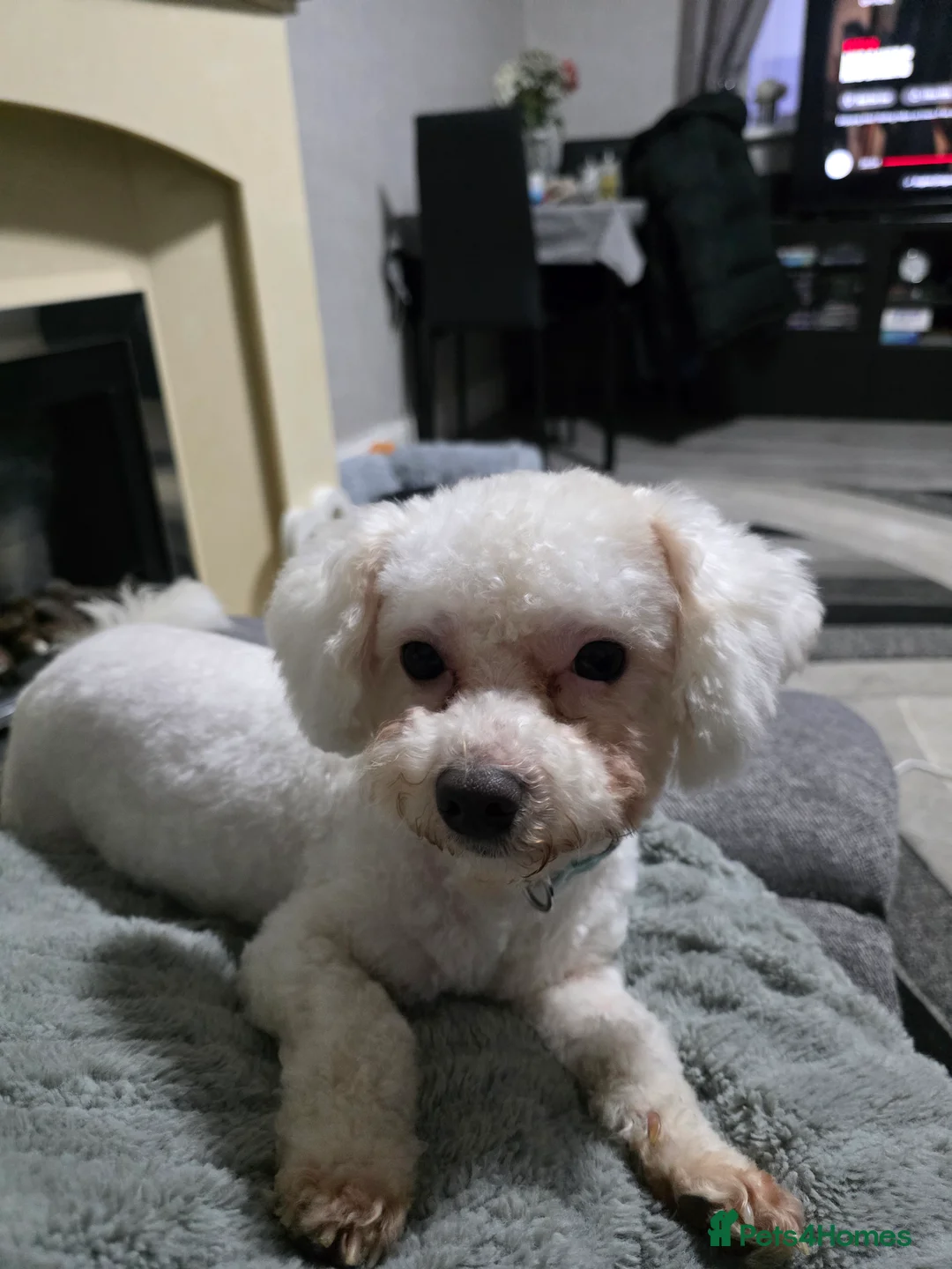 Bichon Frise dogs for sale: 2 x Bichon frise - Advert 9