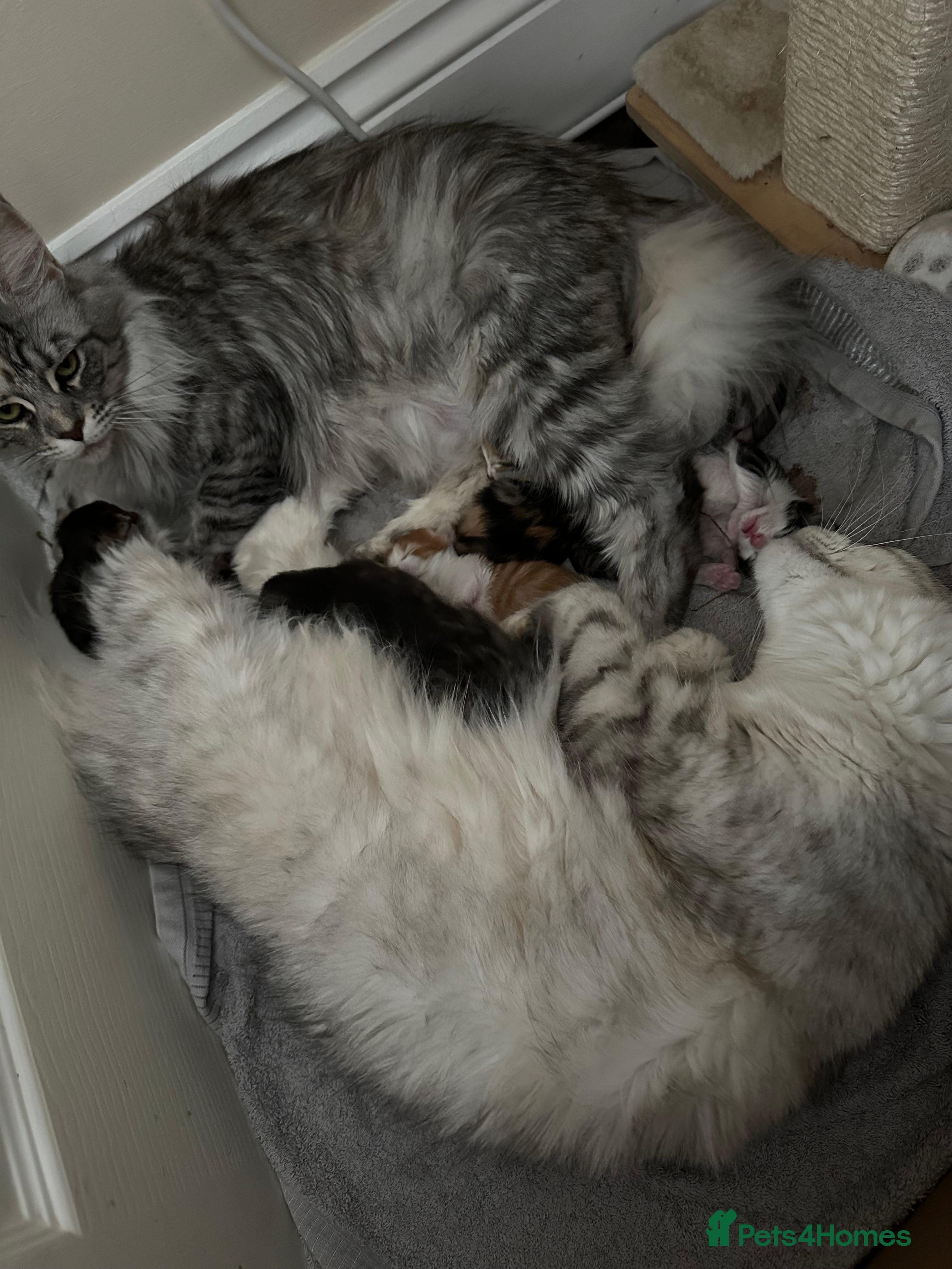 Maine Coon cats 6x Maine Coon kittens for sale - Advert 11