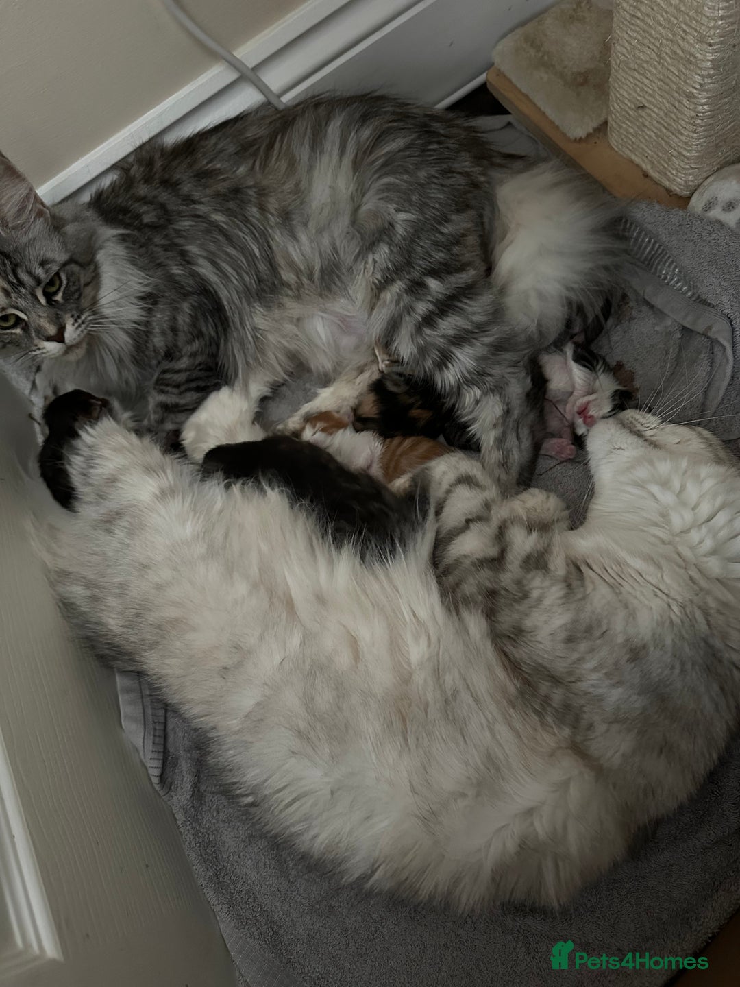Maine Coon cats for sale: 6x Maine Coon kittens for sale - Advert 1