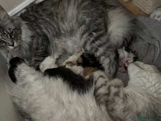 Maine Coon cats 6x Maine Coon kittens for sale - Advert 11