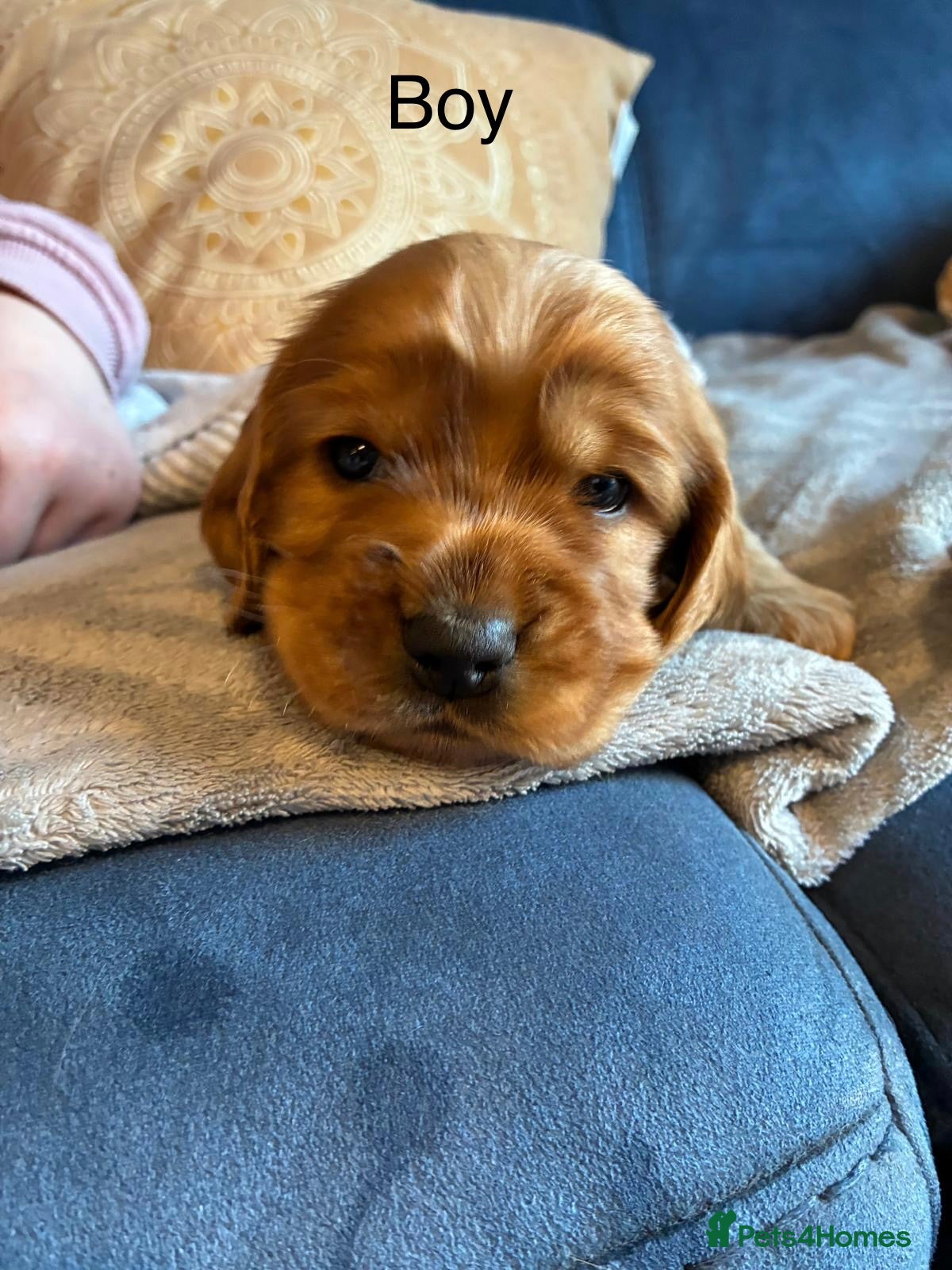 Cocker Spaniel dogs 1 boy show cocker spaniel puppies left - Advert 2