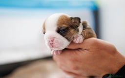 English Bulldog dogs for sale: Stunning litter of  English bulldog puppies - Image 27