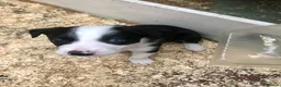 Border Collie dogs for sale: Puppies - Advert 7