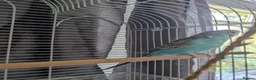 Budgerigars birds for sale: Female Budgie  in Bolton - Advert 1