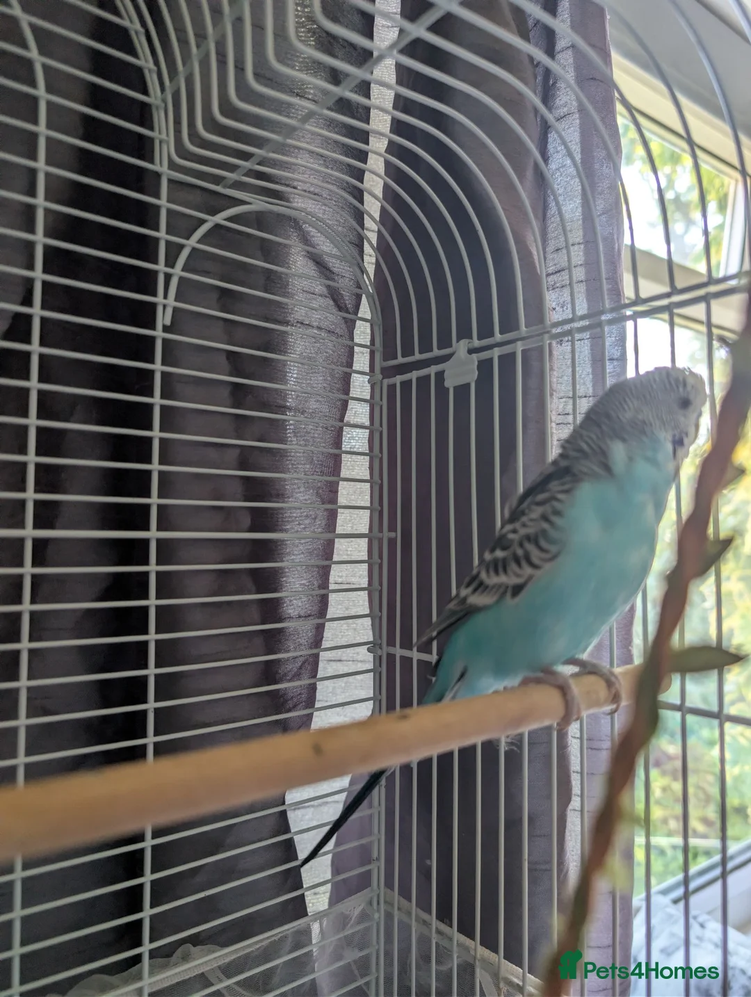 Budgerigars birds for sale: Female Budgie  in Bolton - Advert 1