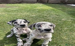 Mixed Breed dogs for sale: Italian Daniff Pups  - Image 10