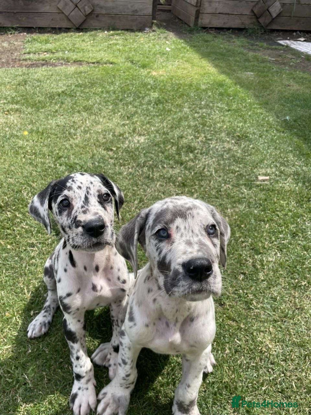 Mixed Breed dogs for sale: Italian Daniff Pups  - Image 10